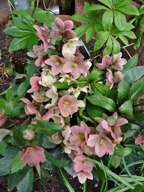 - Helleborus - Spanz