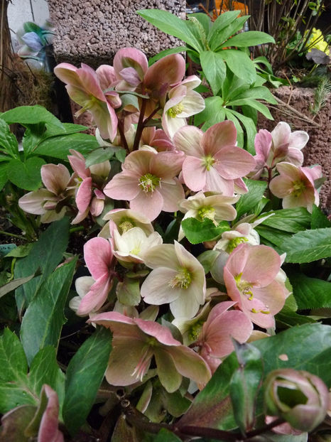  - Helleborus - Spanz