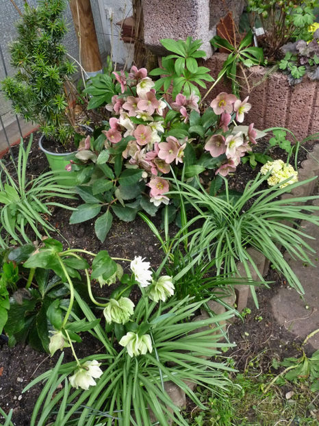  - Helleborus - Spanz