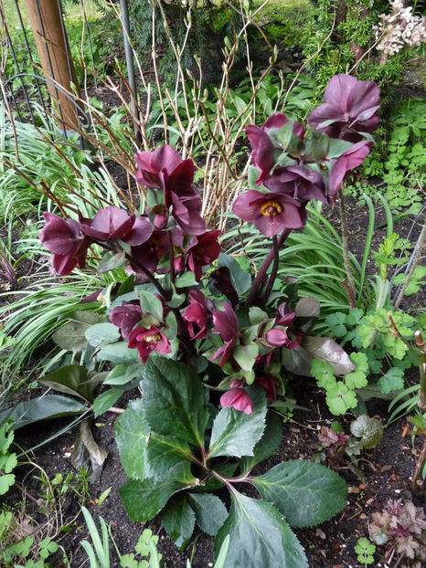  - Helleborus - Spanz