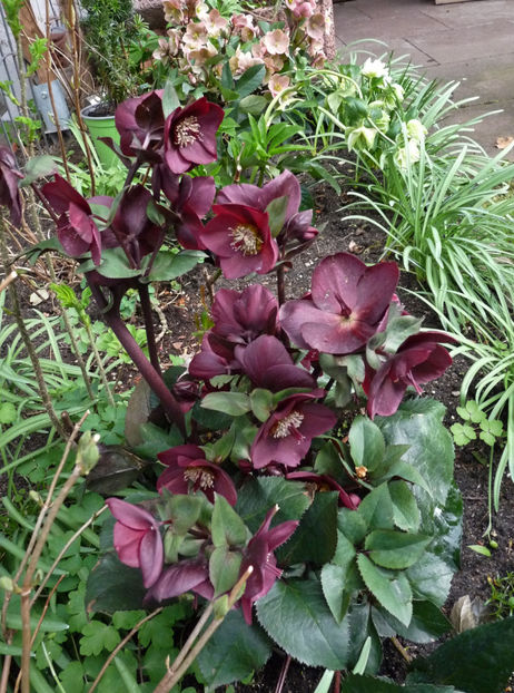  - Helleborus - Spanz