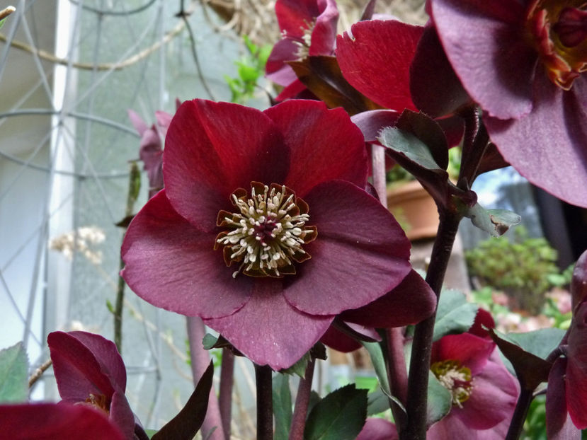  - Helleborus - Spanz