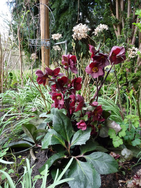  - Helleborus - Spanz
