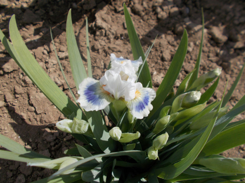 alas - IRISI PITICI-2022