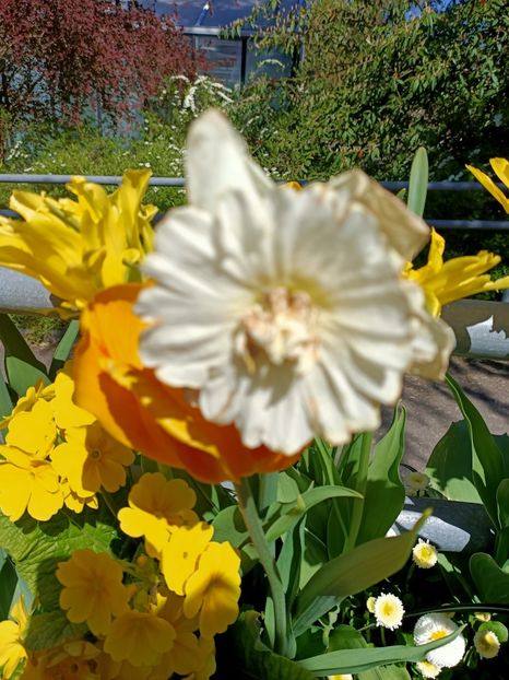 Img.2022.04.18 - Flori