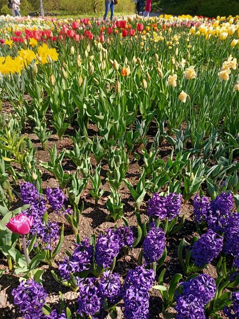 Img.2022.04.18 - Flori