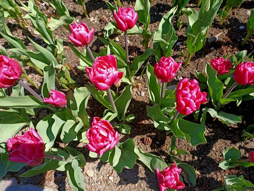 Img.2022.04.18 - Flori