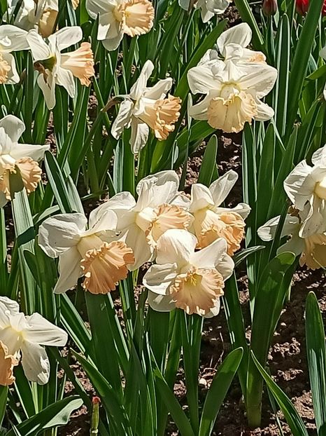 Img.2022.04.18 - Flori