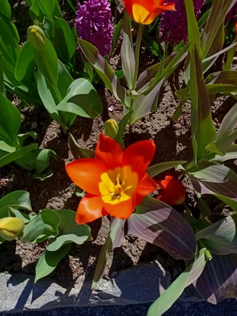 Img.2022.04.18 - Flori