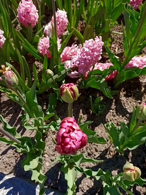 Img.2022.04.18 - Flori