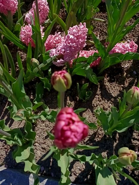 Img.2022.04.18 - Flori