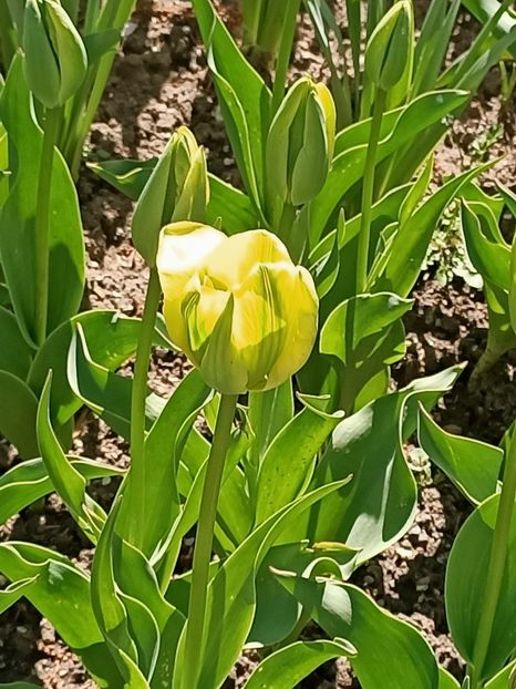 Img.2022.04.18 - Flori