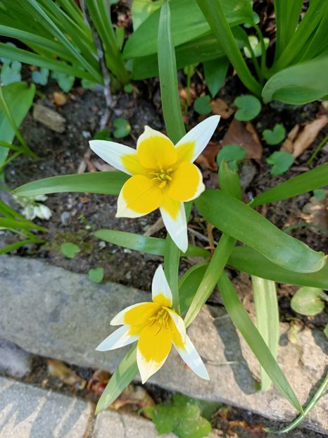 Img.2022.04.18 - Flori