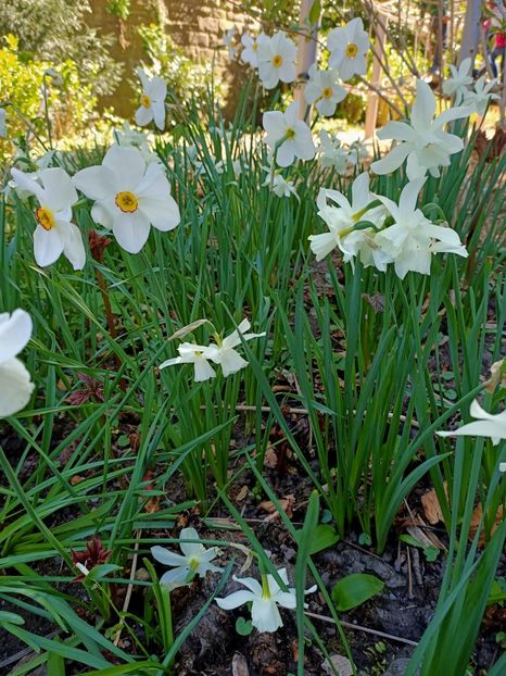 Img. 2022.04.18 - Flori