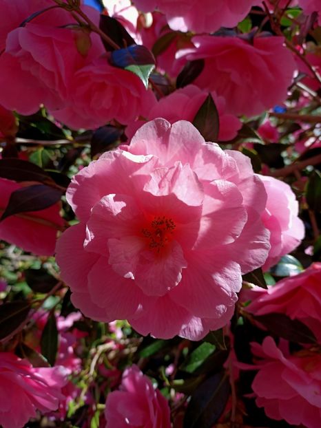 Img.2022.04.18 - Flori