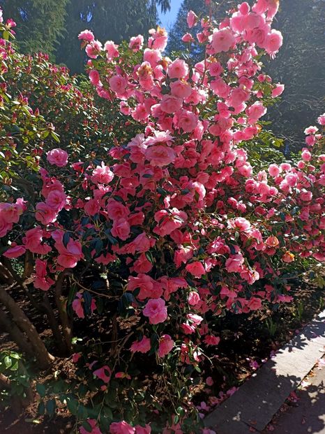 Img.2022.04.18 - Flori