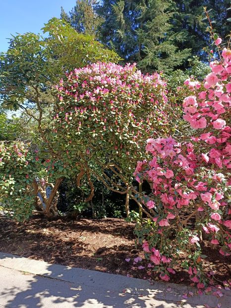 Img.2022.04.18 - Flori