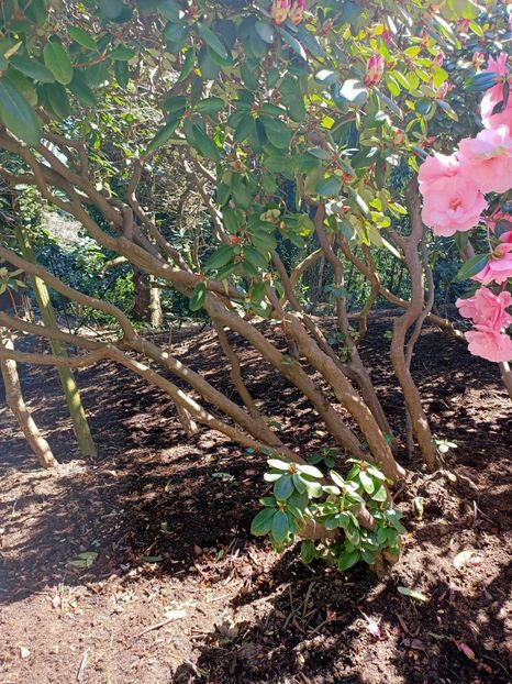 Img.2022.04.18 - Flori