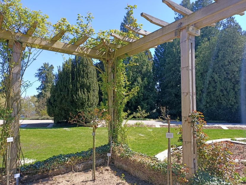 Img.2022.04.18 - Flori