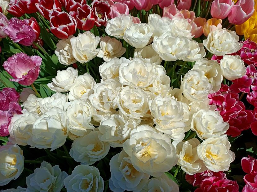 Img.2022.04.18 - Flori