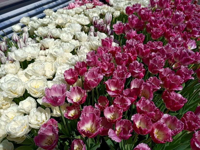 Img.2022.04.18 - Flori