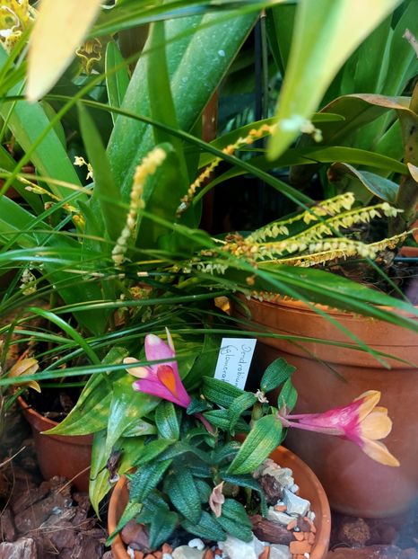 Img.2022.04.18 - Flori