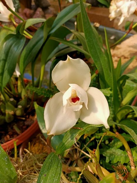 Img.2022.04.18 - Flori