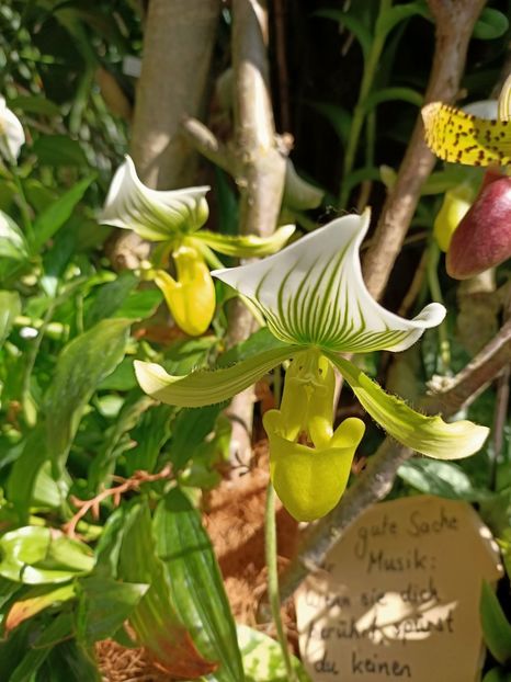 Img.2022.04.18 - Flori