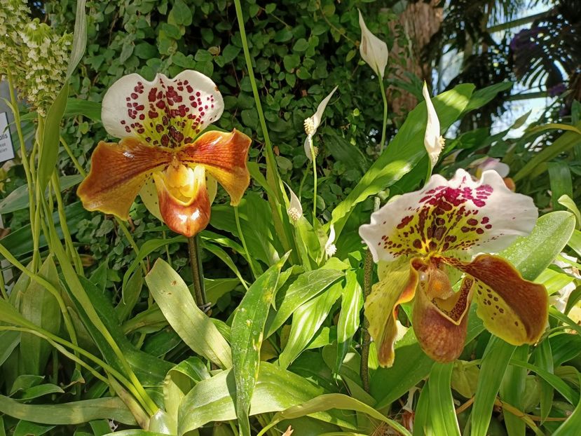 Img.2022.04.18 - Flori