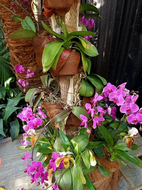 Img.2022.04.18 - Flori