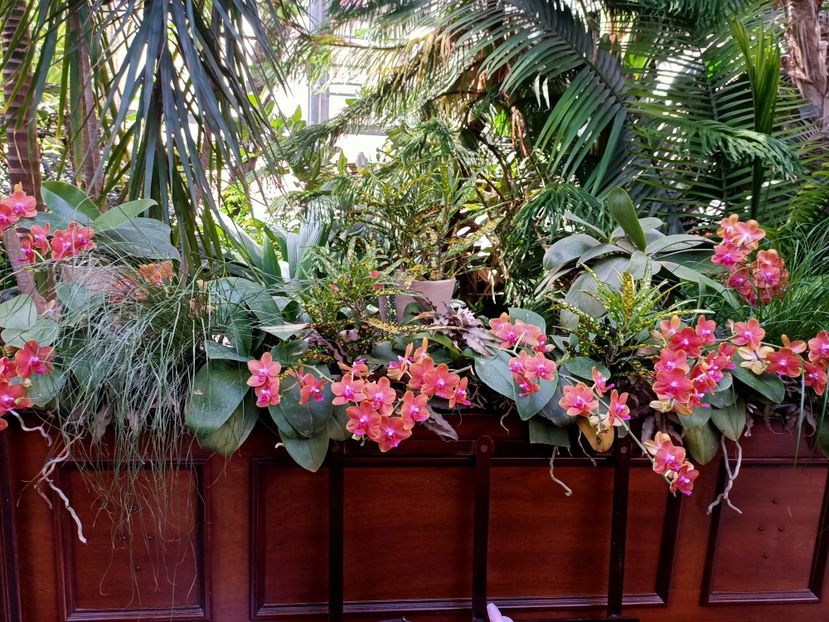 Img.2022.04.18 - Flori