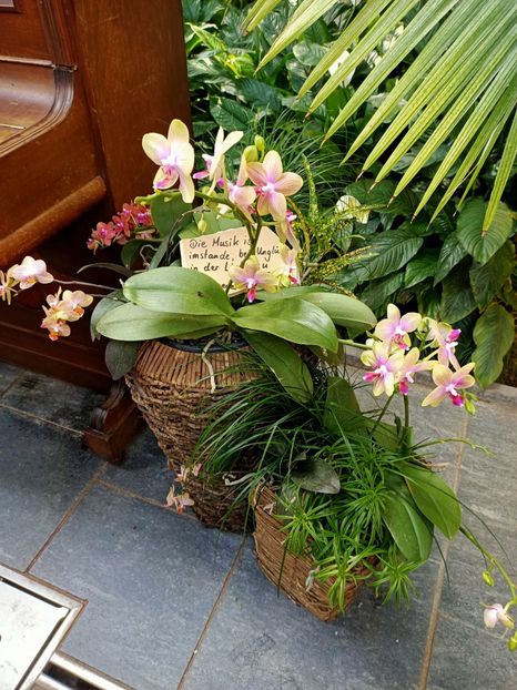 Img.2022.04.18 - Flori