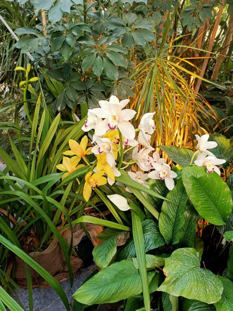 Img.2022.04.18 - Flori