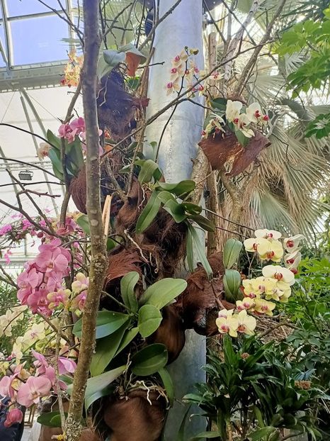 Img.2022.04.18 - Flori