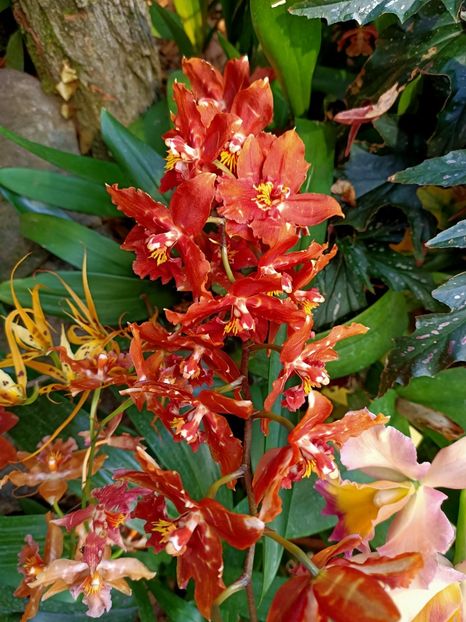 Img.2022.04.18 - Flori