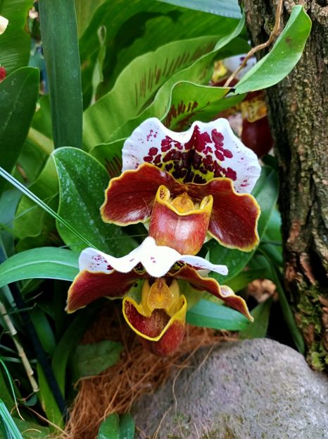 Img.2022.04.18 - Flori