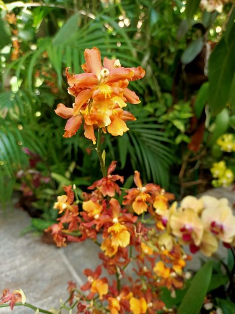 Img.2022.04.18 - Flori