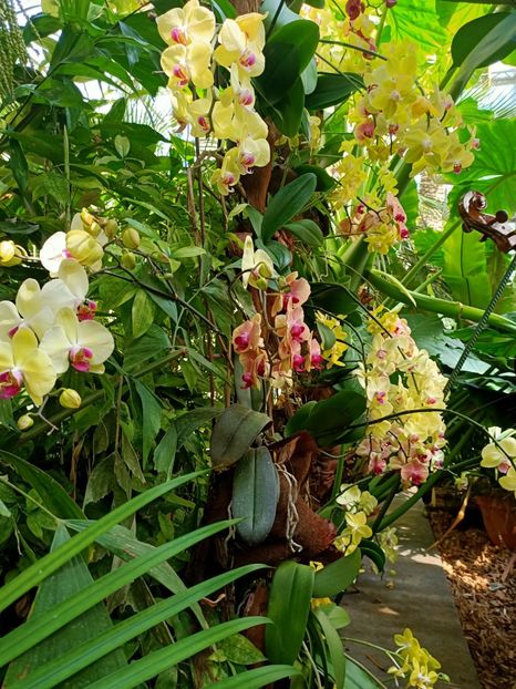 Img.2022.04.18 - Flori