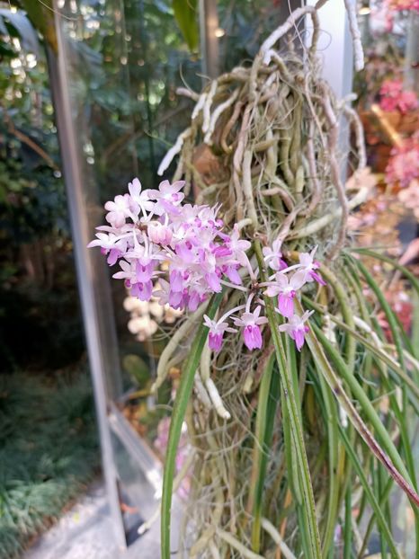 Img.2022.04.18 - Flori