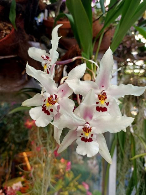 Img.2022.04.18 - Flori