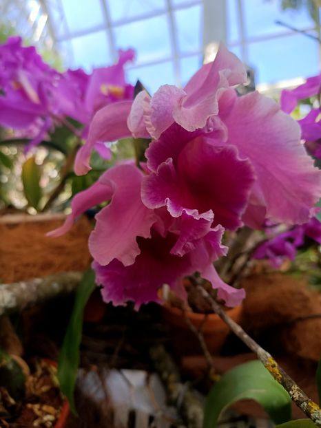 Img.2022.04.18 - Flori