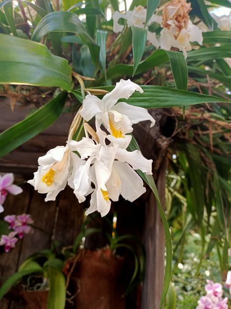 Img.2022.04.18 - Flori