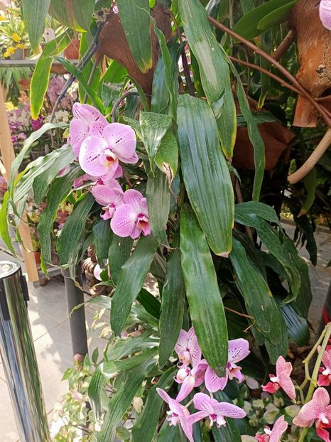 Img.2022.04.18 - Flori