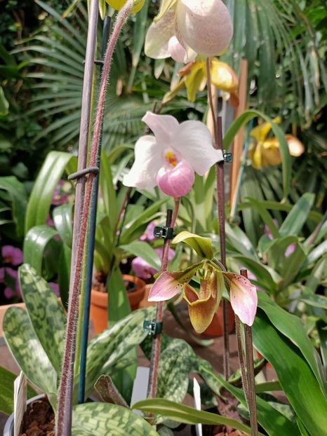 Img.2022.04.18 - Flori