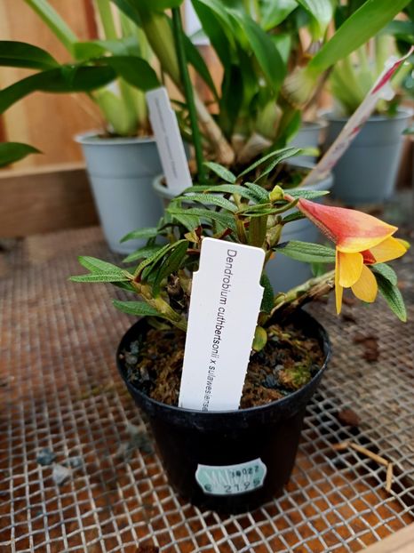 Img.2022.04.18 - Flori