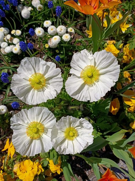 Img.2022.04.18 - Flori