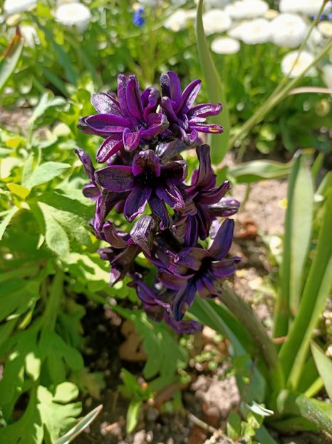 Img.2022.04.18 - Flori
