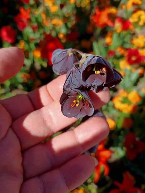 Img.2022.04.18 - Flori