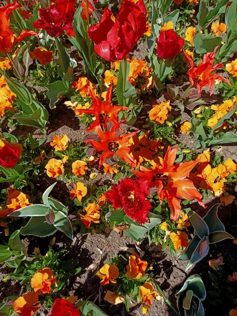 Img.2022.04.18 - Flori