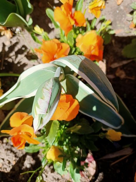 Img.2022.04.18 - Flori